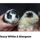 Imagen: Portland Guinea Pig Rescue